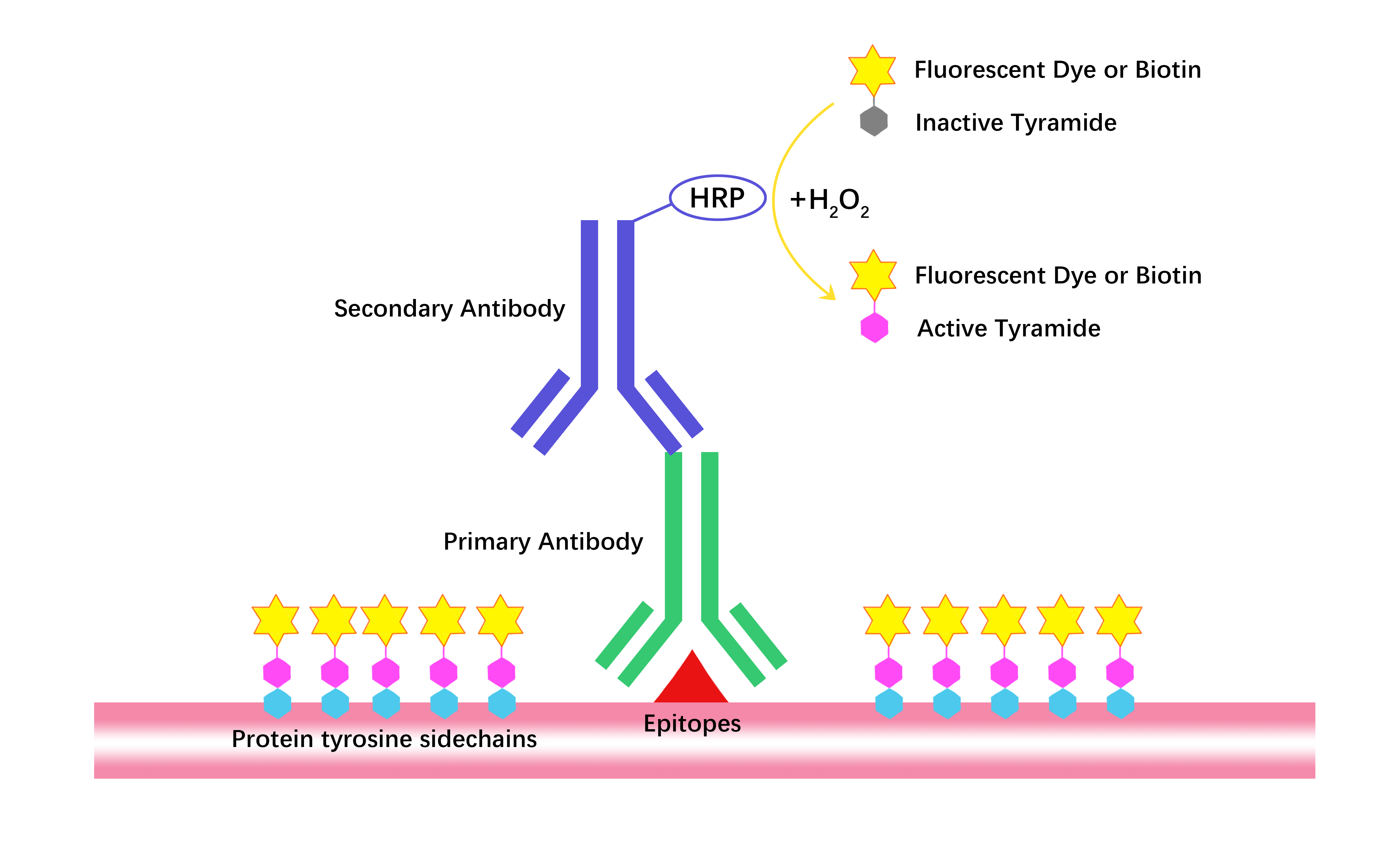 Capastat sulfate Research Capastat sulfate Research